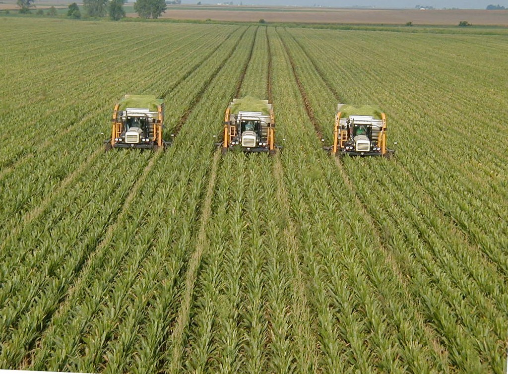 Wheat Green Revolution